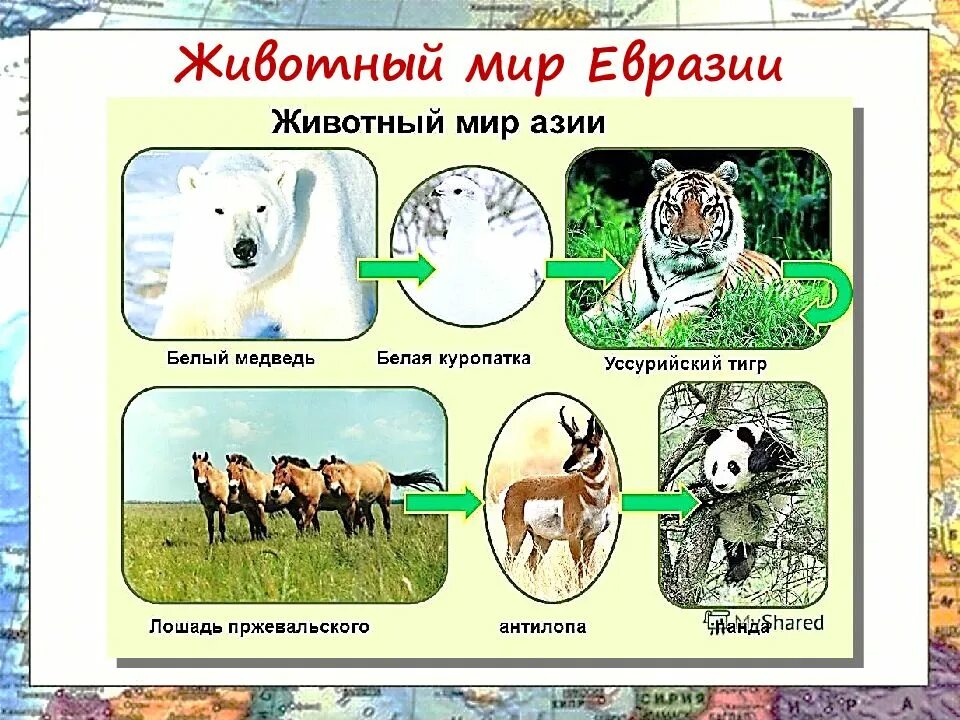 Какие животные обитают в евразии. Животный мир евразии. животные проживающие в евразии. название животных в евразии. животные которые обитают на материке евразия.