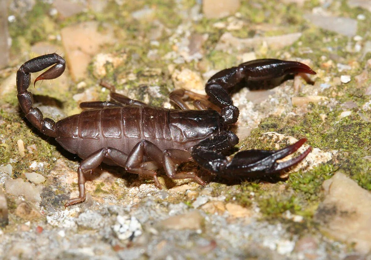 Euscorpius Candiota. Скорпион Hemiscorpius lepturus. Euscorpius mingrelicus. Скорпионы в Италии.