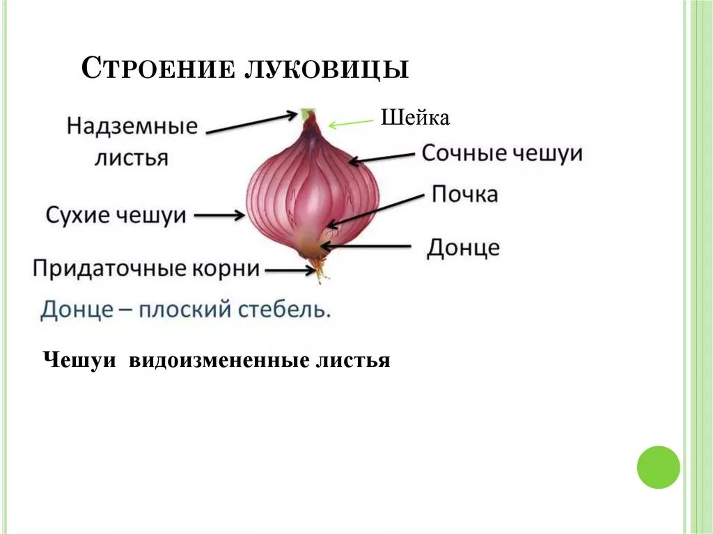 Строение луковицы 6 класс биология лабораторная. Какую функцию выполняют в луковице сочные чешуи