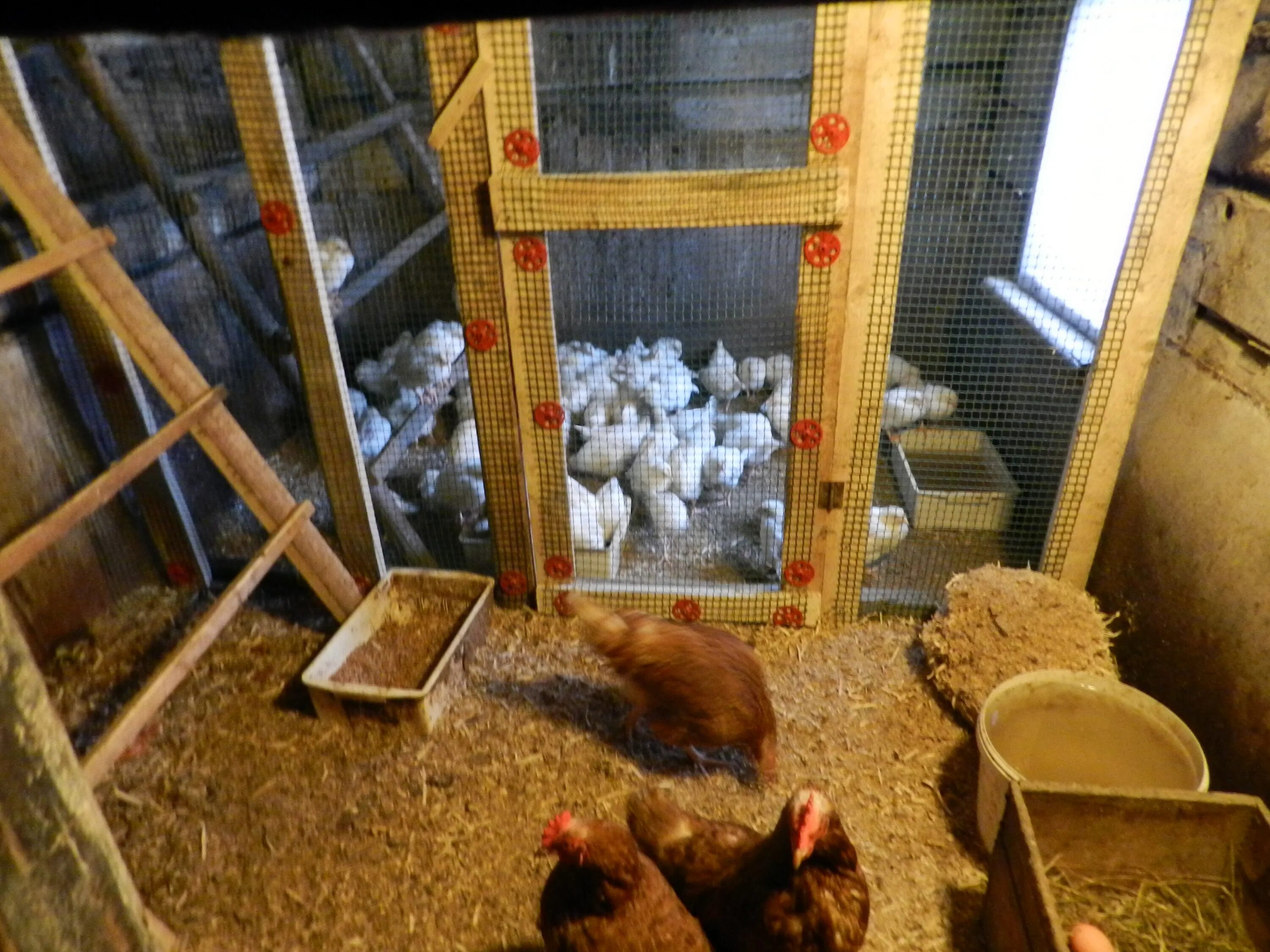 Pin by Gabor Klein on chicken coop Backyard chicken farming, Chicken diy, Backya