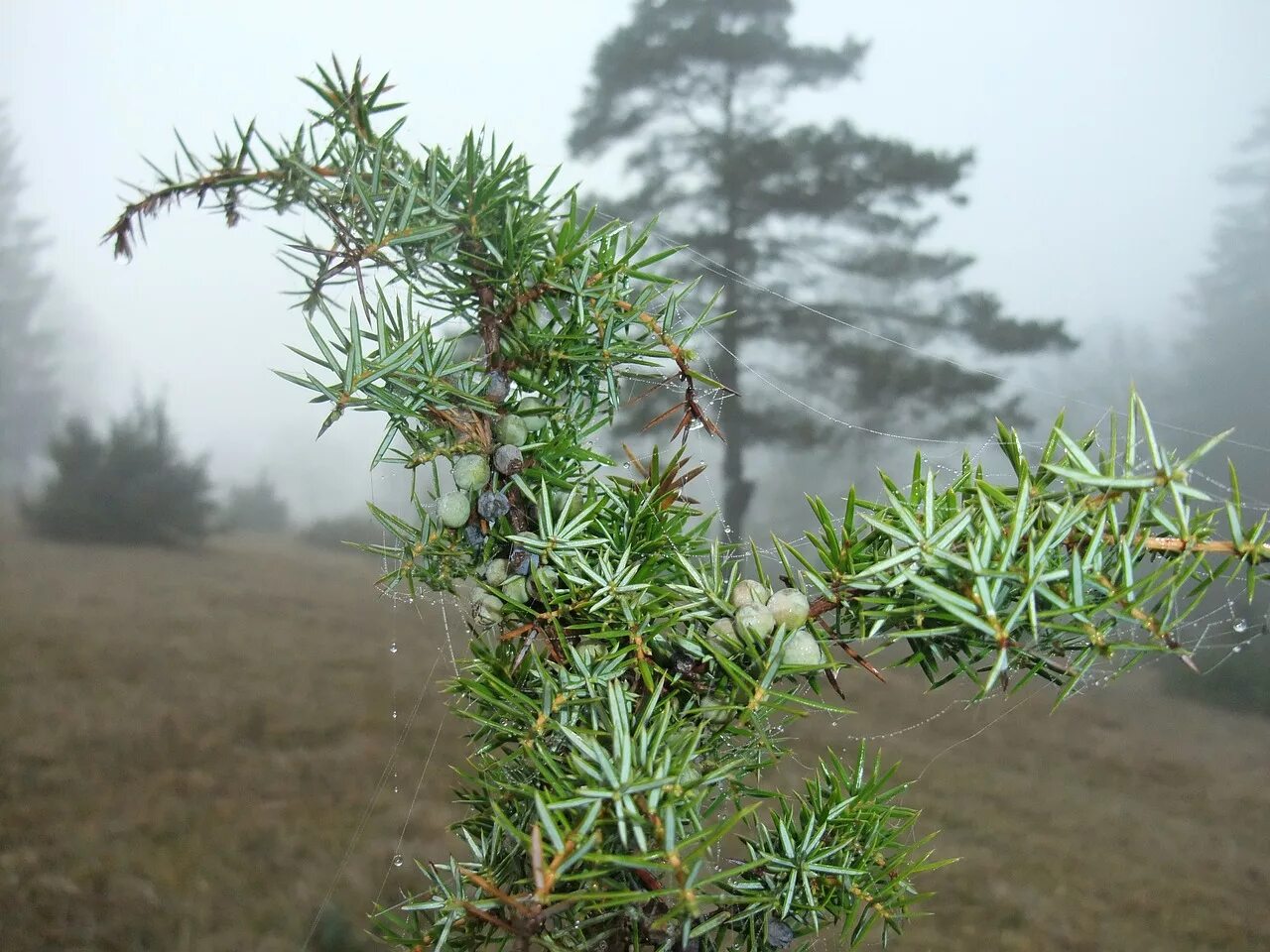 File:JUNIPERUS OXYCEDRUS - BÒFIA - IB-577 (Càdec).JPG - Wikimedia Commons