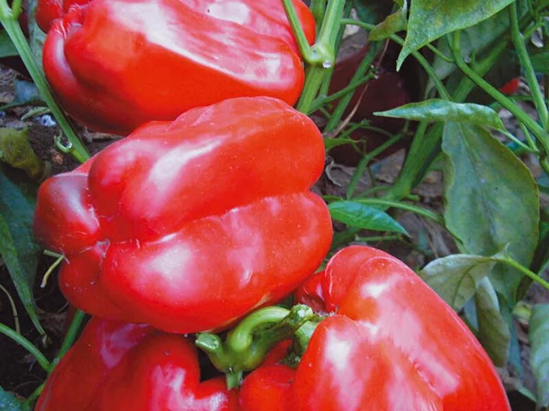 Перец гигант красный отзывы фото урожайность характеристика и отзывы - PhotoDnya