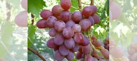 Авито саженцы винограда