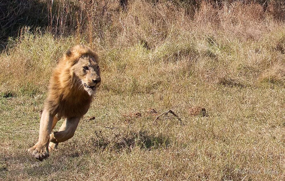 Лев гонится. Лев бежит. Лев в беге. Лев убегает. За львом бежит.