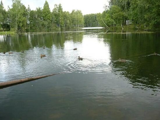 поселок воейково всеволожский район. белоостров озеро. белоостров 1 озеро. белоостров озеро. белоостров спб озеро.