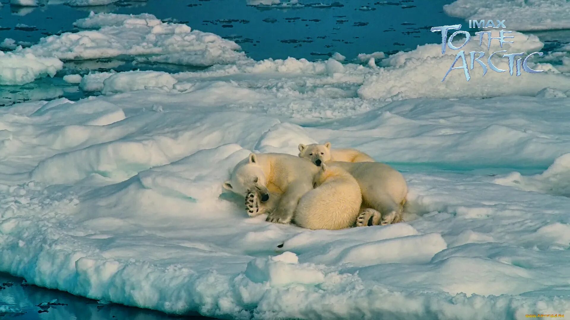Белый медведь Берлога белой медведицы. Белые медведи в Антарктиде. Арктика белый медведь Полярная ночь. Медвежонок на льдине.
