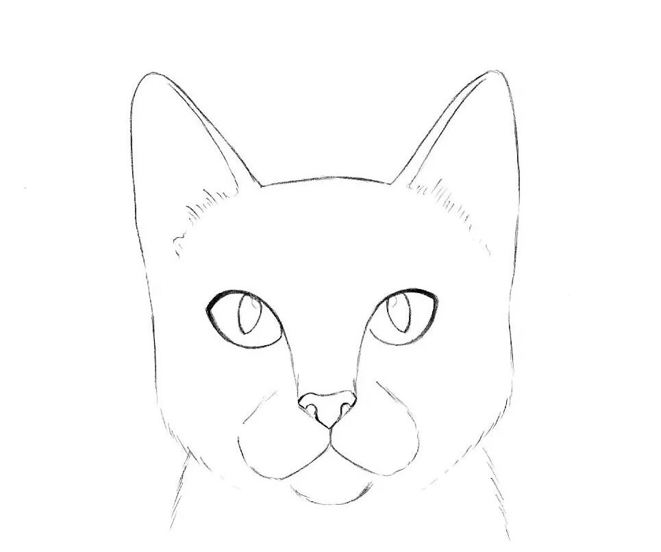 Как сделать котика нарисовали
