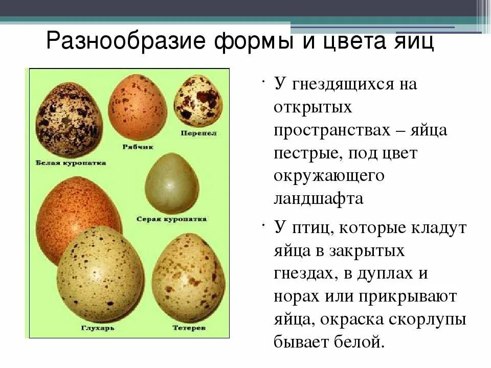 Размножение и развитие птиц. Этапы развития птиц. Разнообразие яиц. Разнообразие яиц птиц.