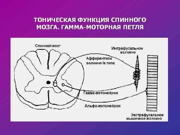 Спинной и головной мозг тест 8 класс. Тоническая функция спинного мозга. Функции спинного мозга схема. Гамма моторная петля. Гамма петля нормальная физиология.