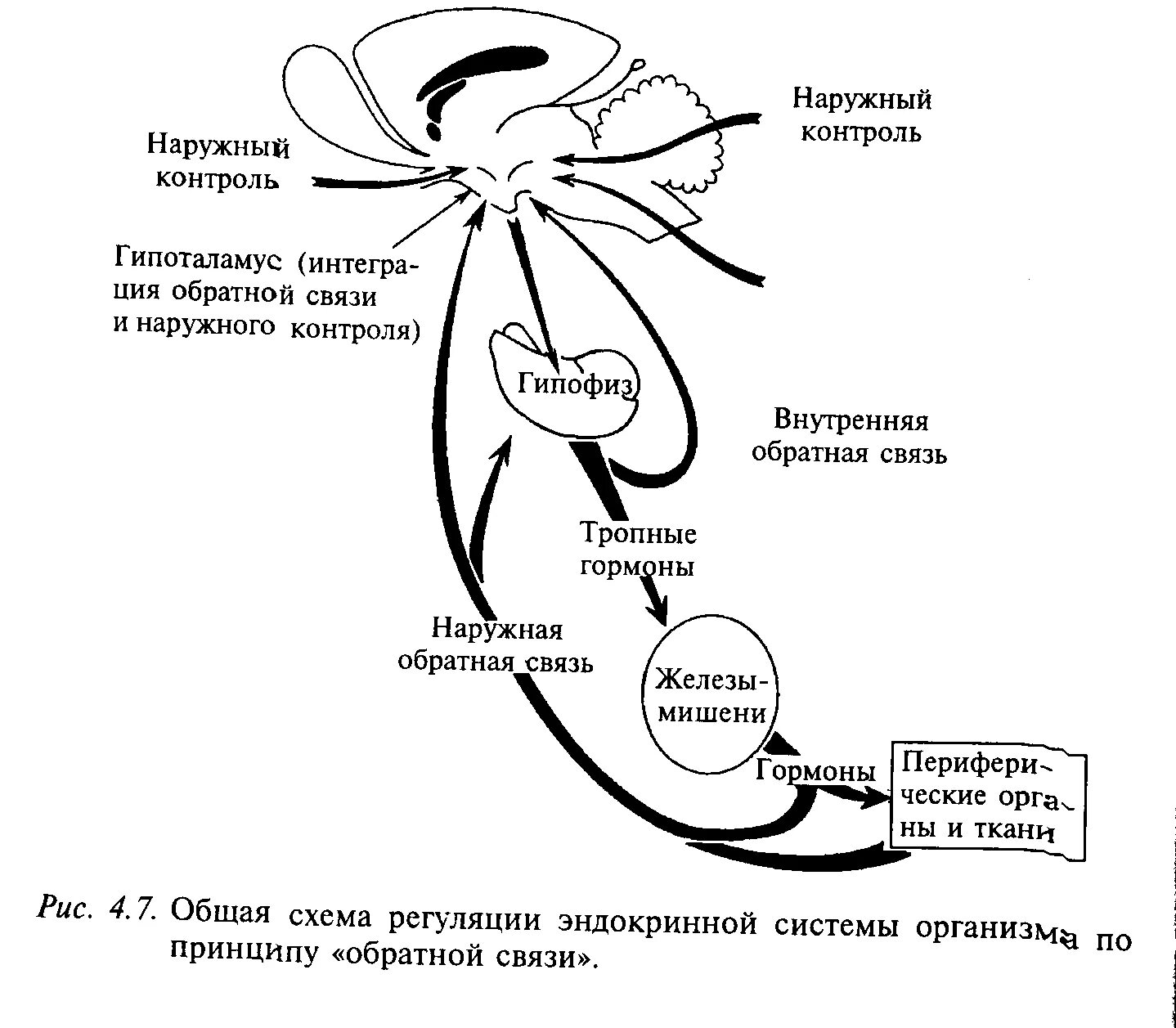 Принцип обратной связи гормонов гипофиза. Схема физиология эндокринной системы. Гормональная система человека схема. Принцип обратной связи физиология гормоны. Нейроэндокринное действие гормонов схема.