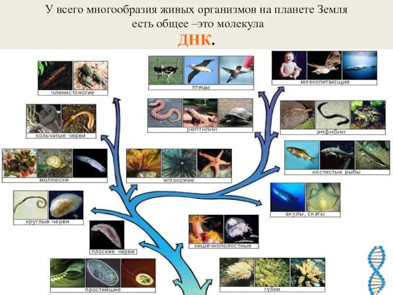 Разнообразие организмов. Многообразие живых организмов. Разнообразие живых организмов на земле. Многообразие живых организ.