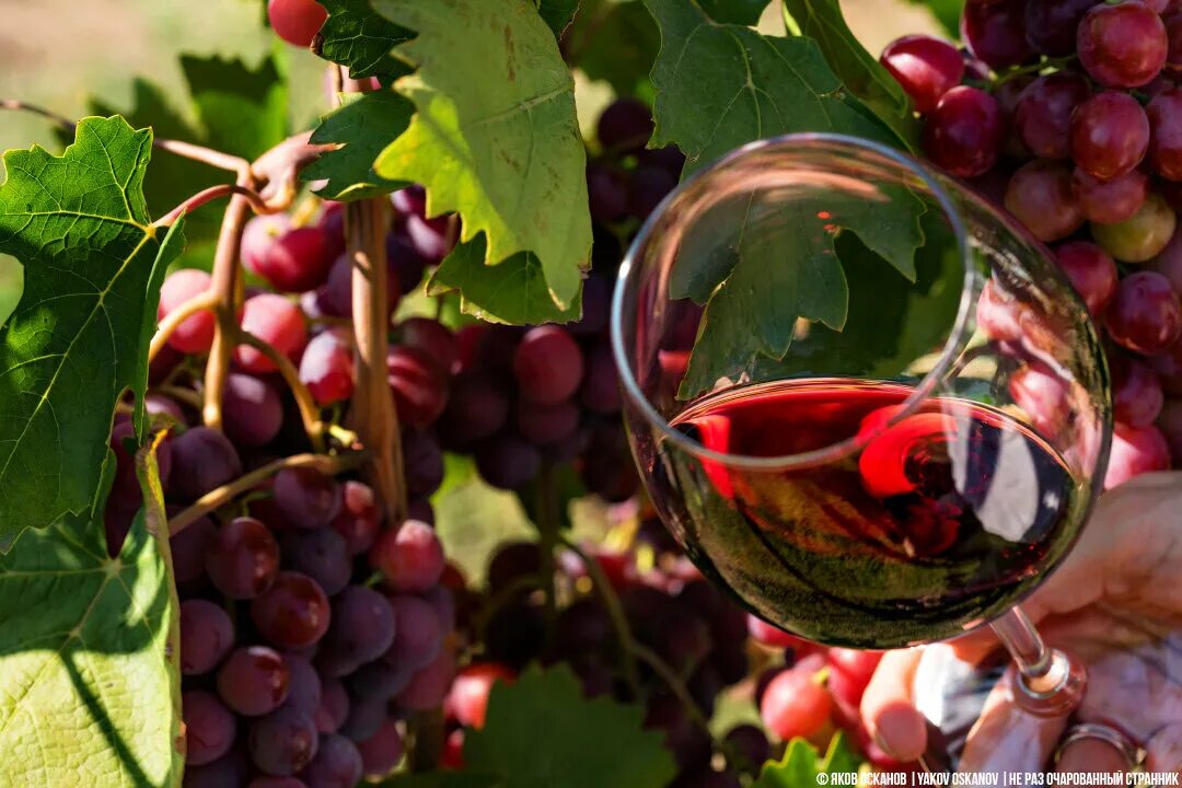 Виноградное вино с травами