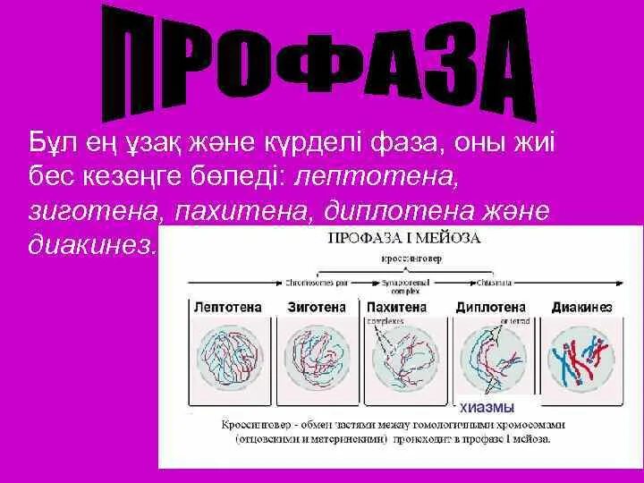 Лептотена. Мейоз 1 лептотена зиготена пахитена. Мейоз лептотена зиготена пахитена диплотена диакинез таблица. Пахитена диакинез. Мейоз лептотена зиготена пахитена диплотена диакинез.