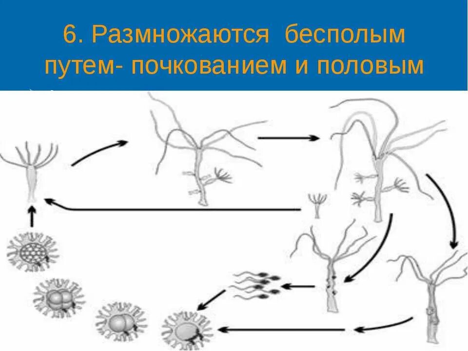 Как размножаются кишечнополостные. Бесполым путем размножаются. размножаются бесполым и половым путём.. жизненный цикл кишечнополостных. почкование кишечнополостных.