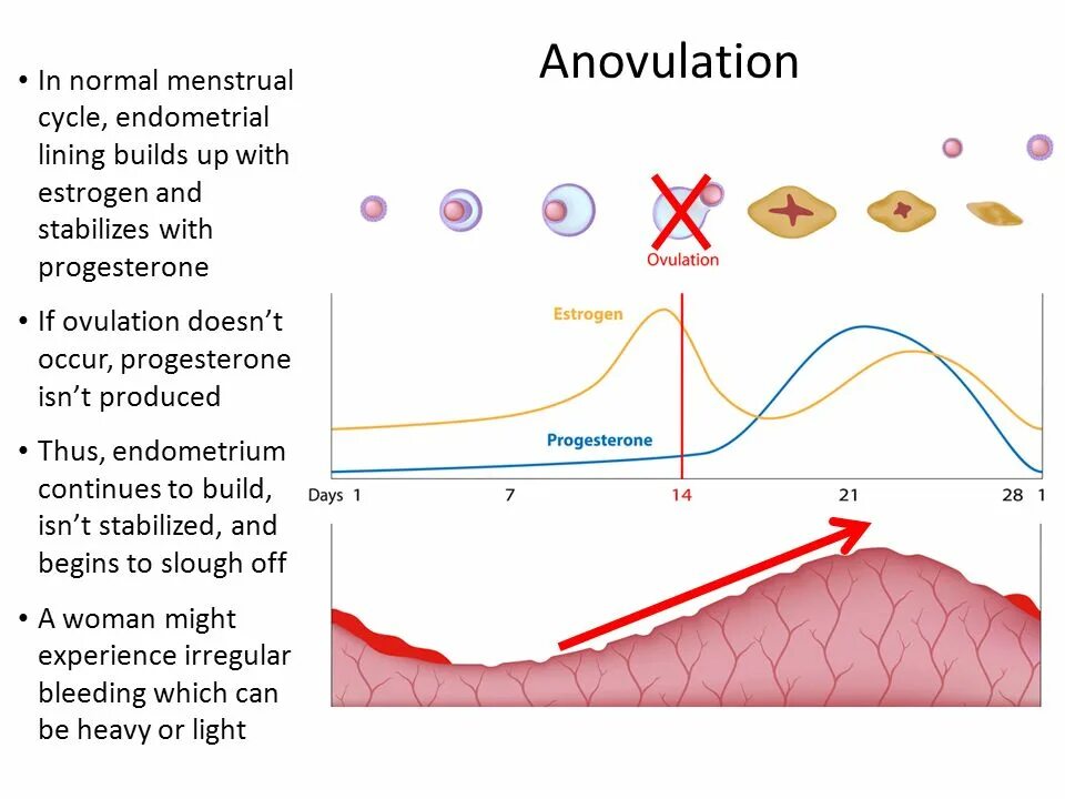 Сколько длится цикл. Цикл и гормоны менструационный цикл. Цикл у женщин. Фаза регенерации менструационного цикла. Фазы маточного цикла схема.
