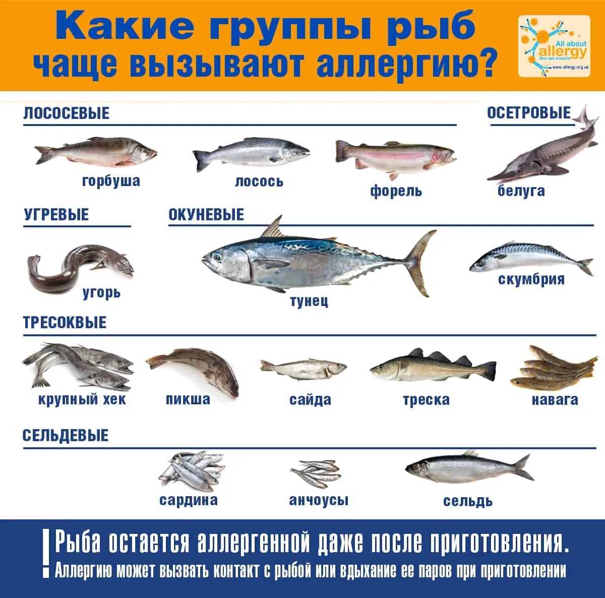 Морская рыба это какая. Рыбы список. Виды рыб. Название рыб. Сорта морской рыбы.