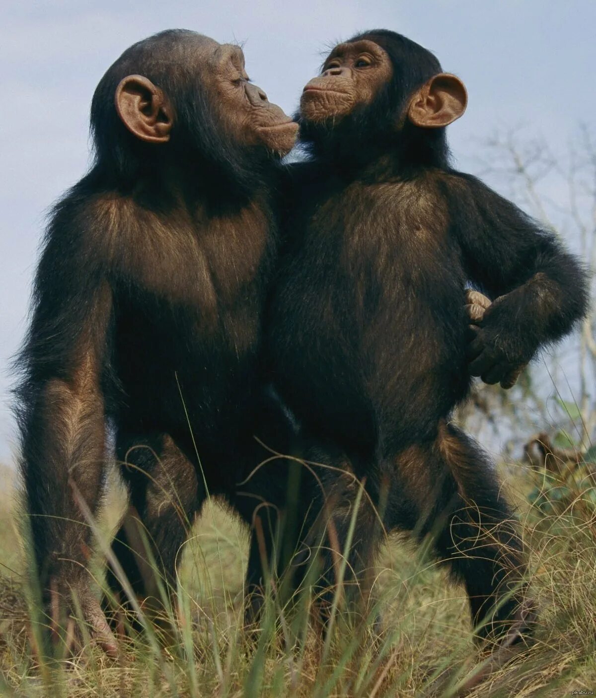 Обезьяны подруги. Две обезьяны. Две обезьяны. Обезьяны подруги. Две мартышки.