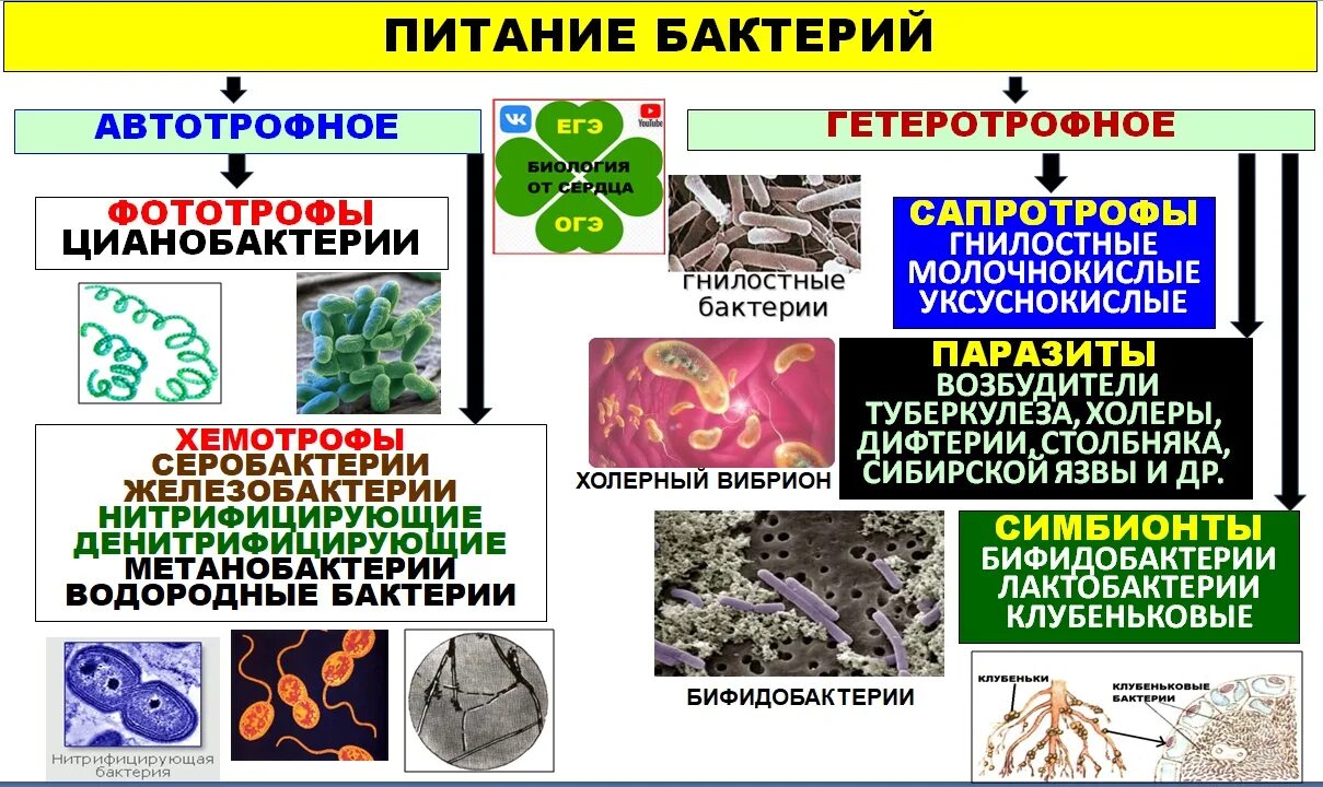 Бактерии ЕГЭ биология. Характеристика царства бактерий. Бактерии ЕГЭ. Бактерии ОГЭ. Биологии бактерии 9