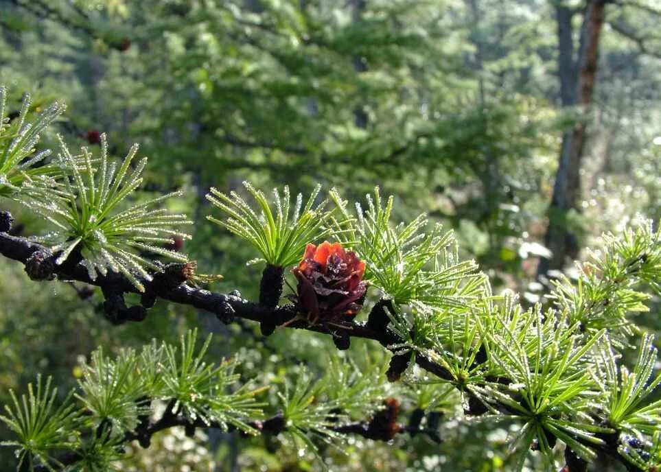 Лиственница сибирская эвоинки. Лиственница кавказская. Лиственница сукачева. Лиственница чекановского шишки. Лиственница липецк.