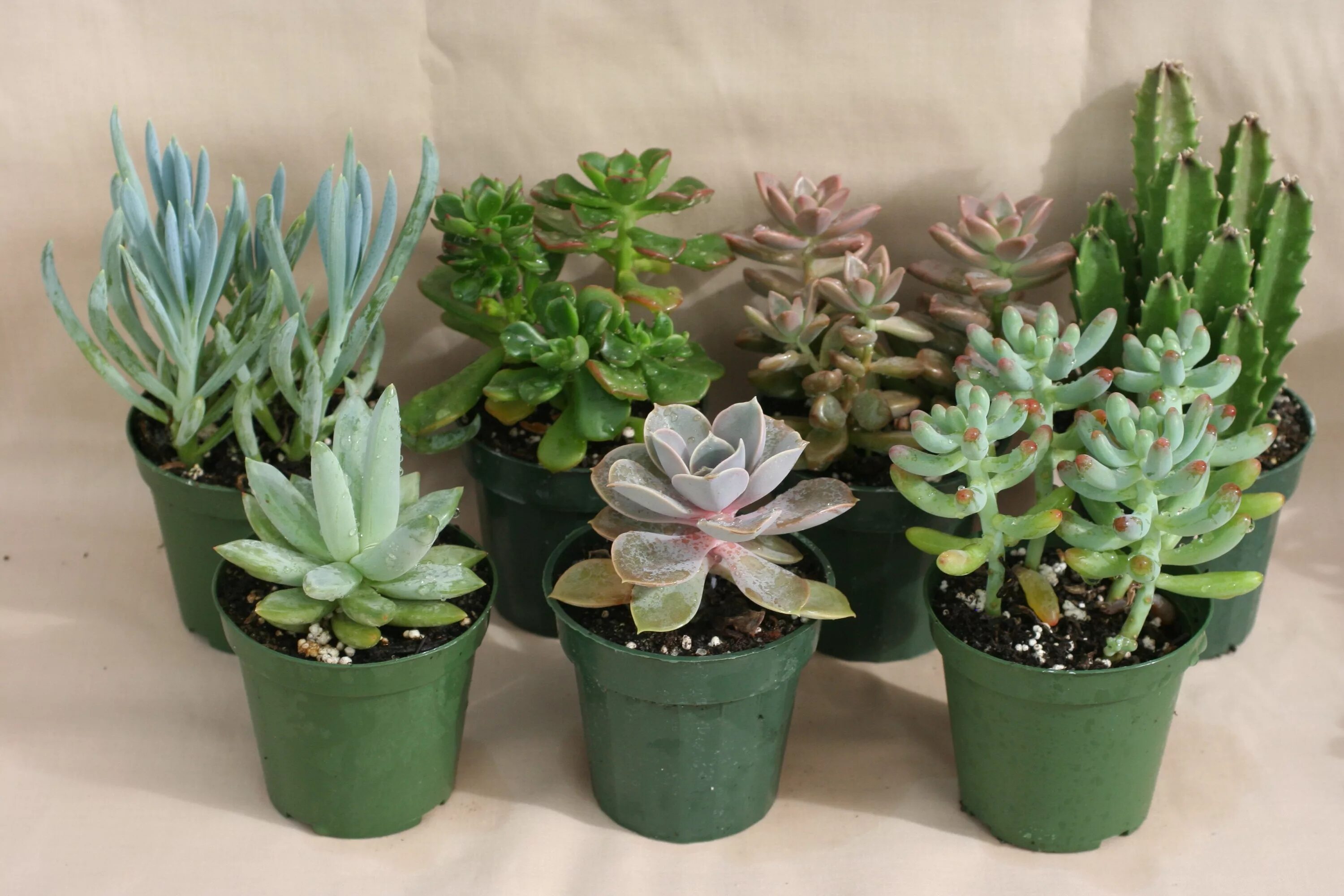 Top 5 Succulents Best Succulents Indoor Succulents Outdoor Succulents Go Gardenl