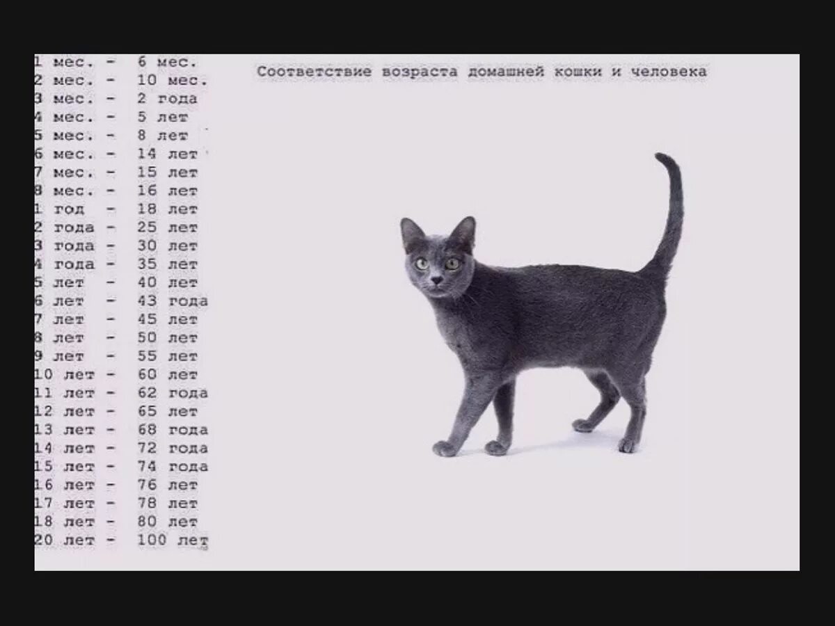 Кот 7 дней