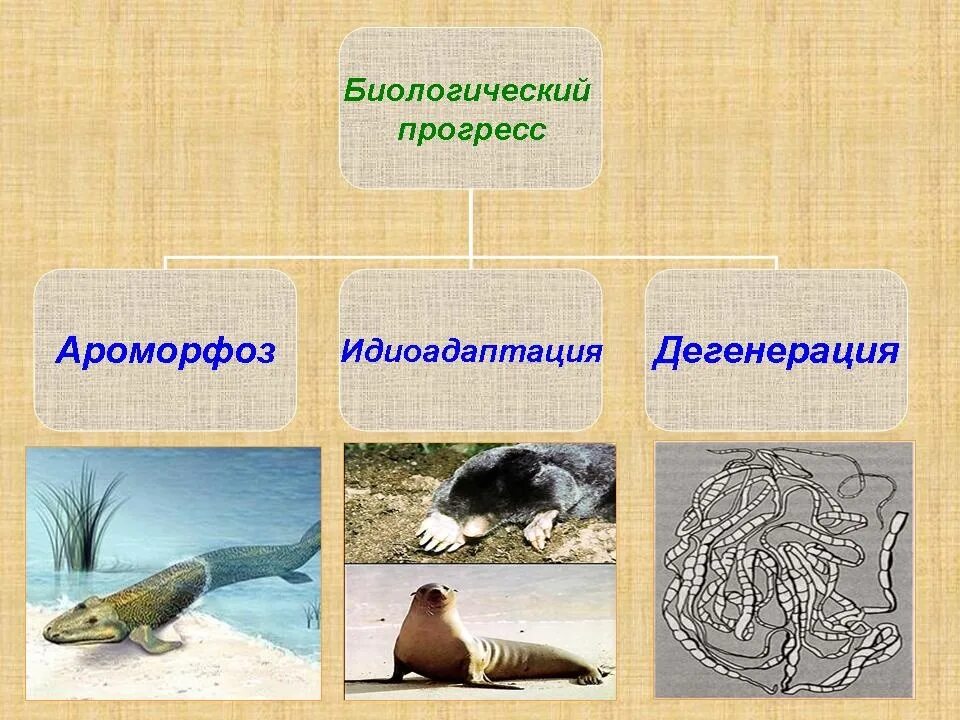 Дегенерация и регресс. Биологический прогресс ароморфоз идиоадаптация дегенерация. ароморфоз идиоадаптация дегенерация. биологический прогресс в эволюции. ароморфоз идиоадаптация общая дегенерация.