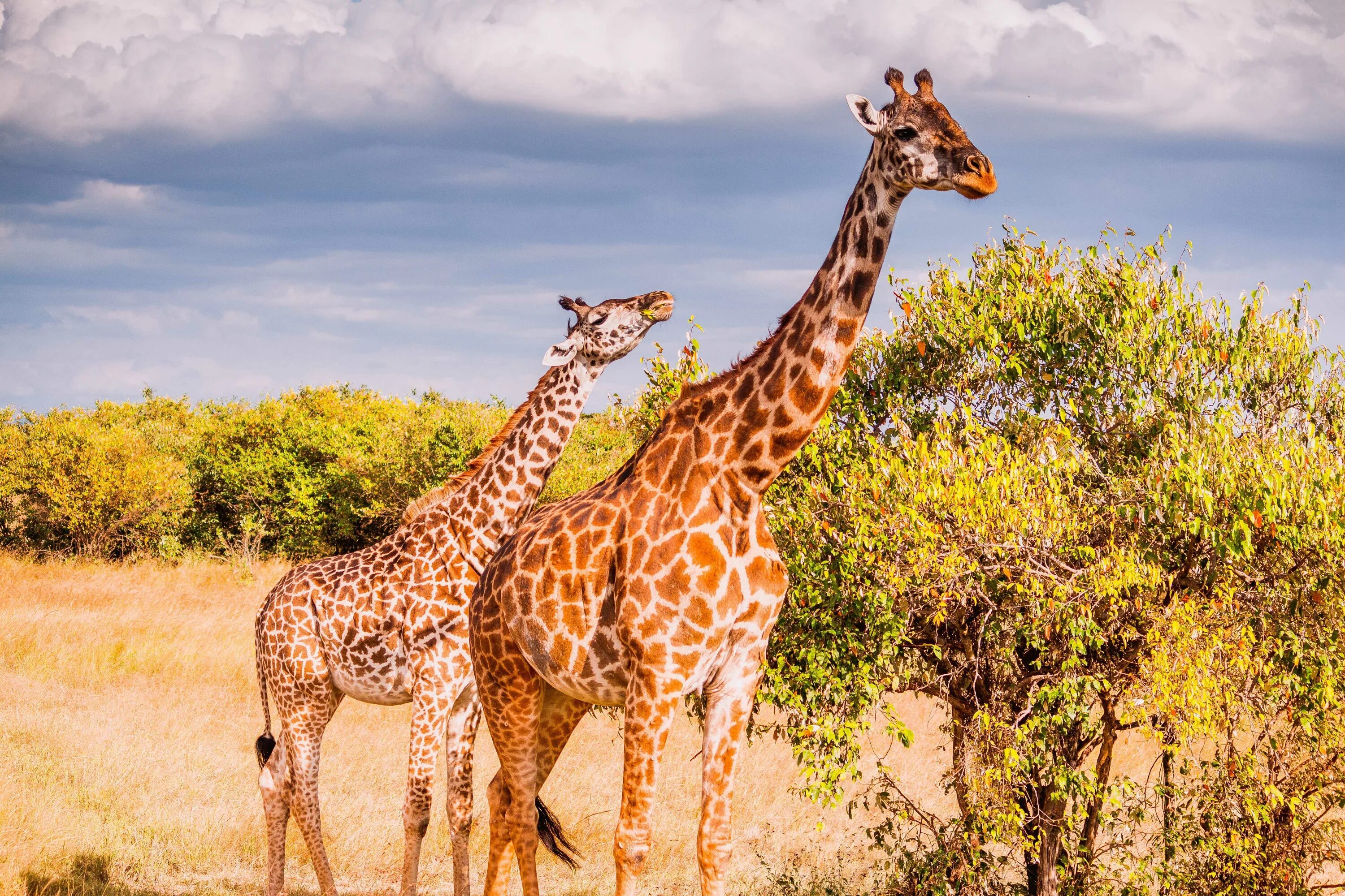 Короткошеий жираф. Сколько живут жирафы. Жираф торникрофта. Сколько живут жирафы. Красивый жираф.