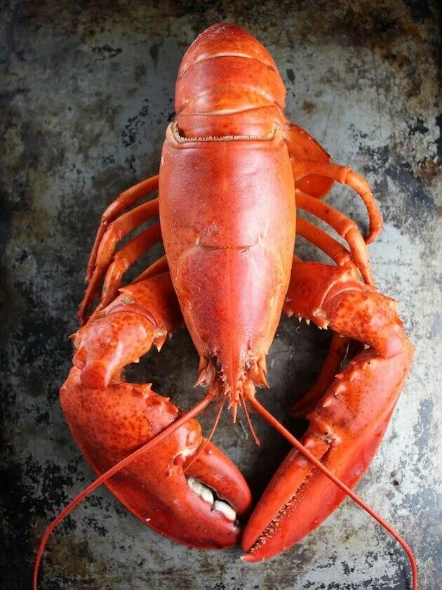 How lobster communicate