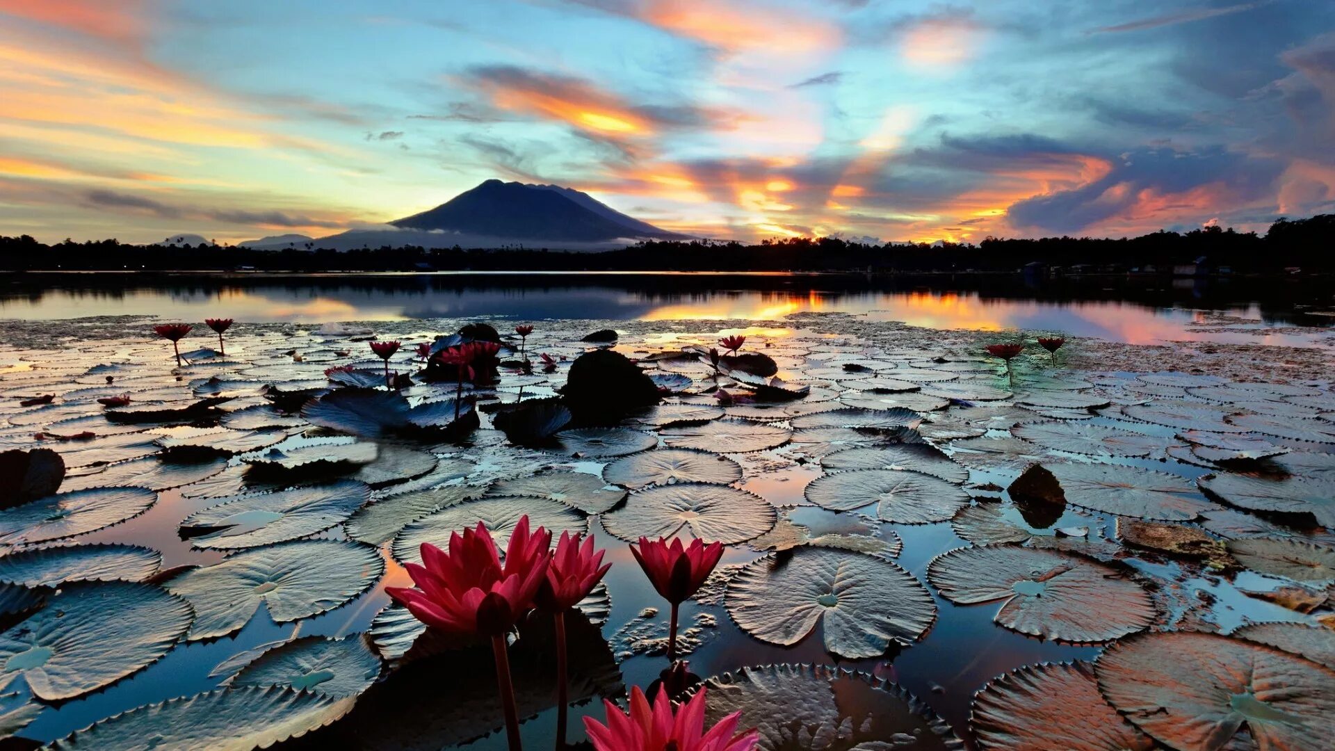Невероятный цвет. Озеро бай Филиппины. Лагуна де бай Филиппины. Кувшинки Лагуна Тайланд. Озеро Нонг Хан.