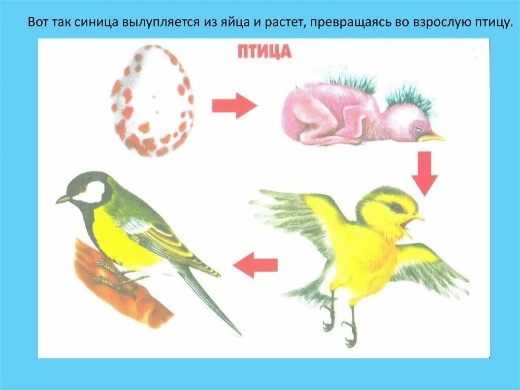 Развитие птиц. Этапы развития птиц. Цепочка развития птиц. Стадии развития птиц.