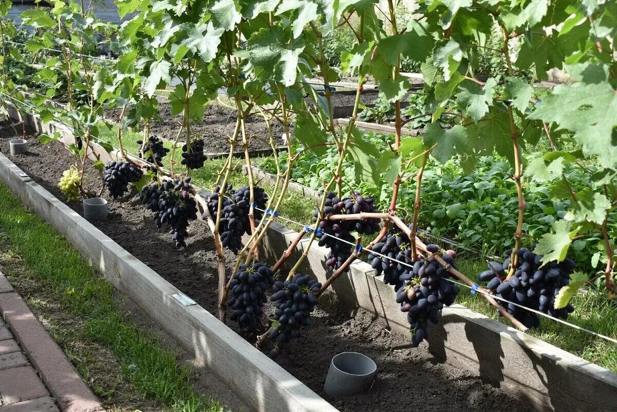 Выращивание винограда средняя полоса. Виноград в теплице в Ленинградской области. Виноград в саду. Виноградник на участке. Виноград на дачном участке.