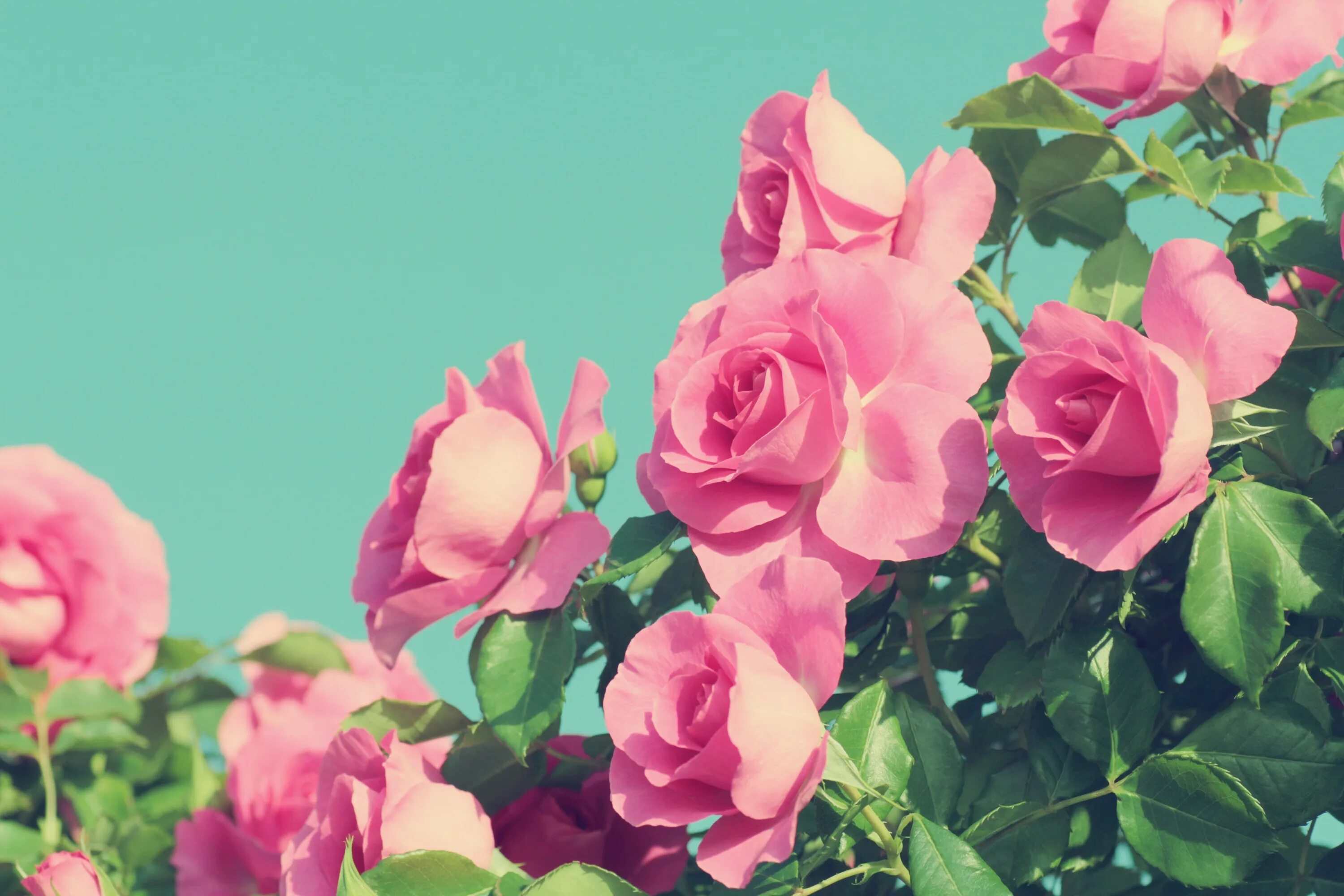 Rose background