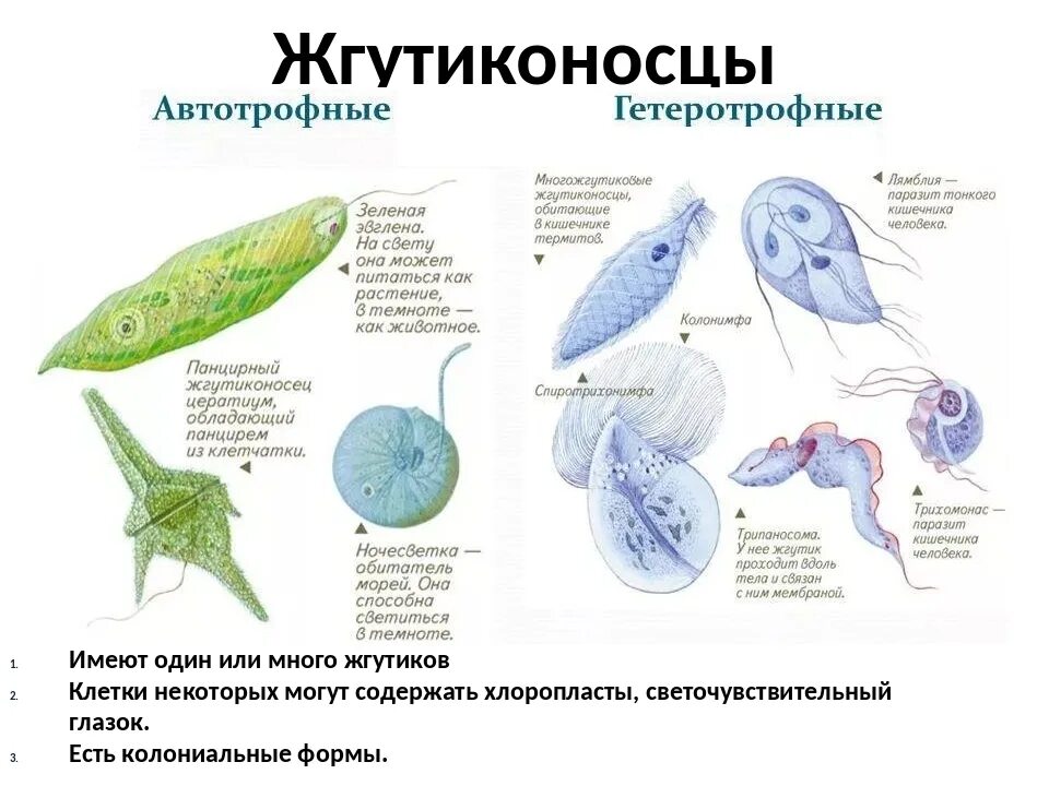 Какие есть группы простейших. Тип растительные жгутиконосцы представители. Класс жгутиконосцы представители. Представители жгутиковых типа простейших. Тип простейшие класс жгутиковые представители.