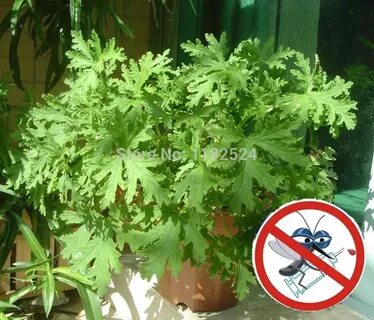 Герань отпугивает