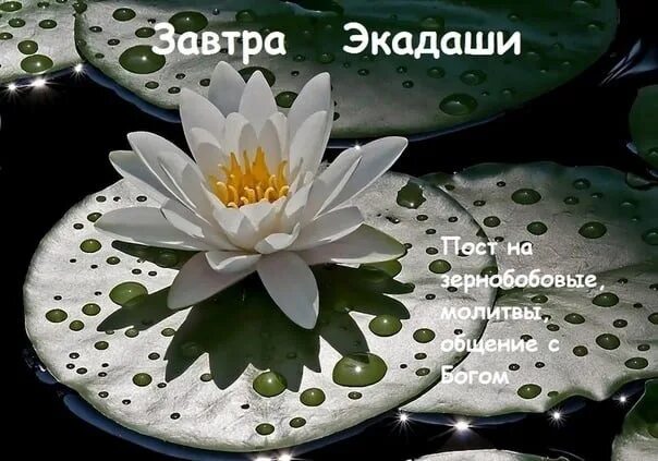 Экадаши. Сегодня экадаши. Экадаши 2021. Завтра экадаши картинки. Календарь постов экадаши.