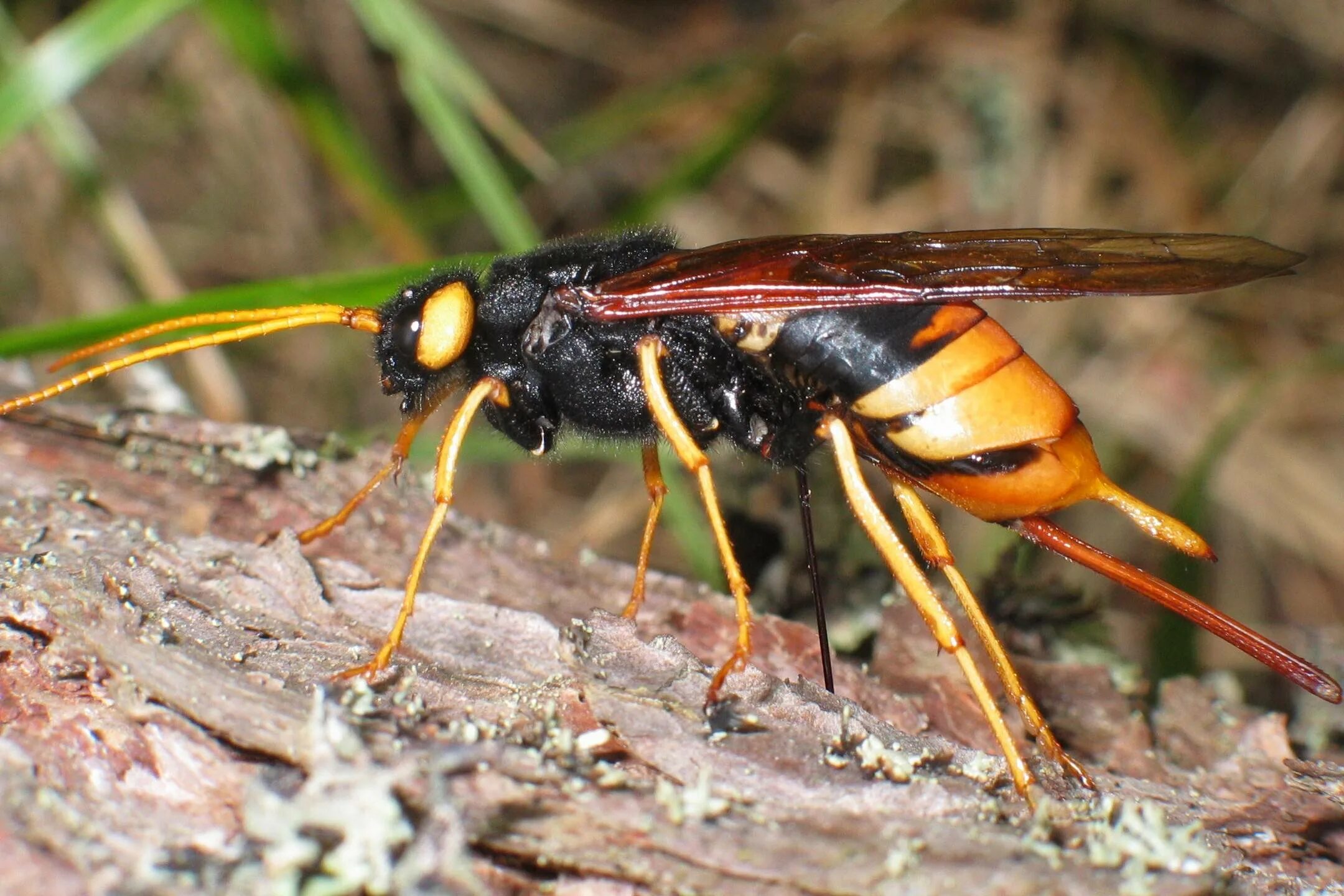 Рогохвост Urocerus Gigas. Шершень рогохвост. Берёзовый рогохвост личинка. Рогохвост гигант – Urocerus Gigas.