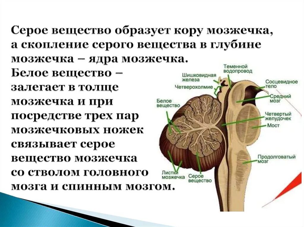 Серое и белое вещество мозжечка. Мозжечок строение серого и белого вещества. Задний мозг мозжечок структуры белого вещества. Мозжечок анатомия серое вещество. Что находится в сером веществе