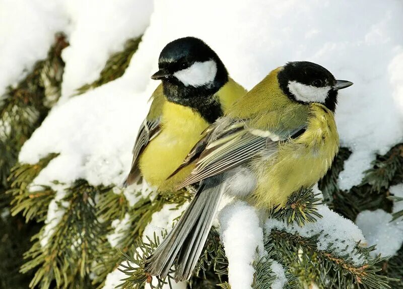 Три синицы. Синица пастелью. Синичка на ветке. Три синички. Синицы мультяшные.