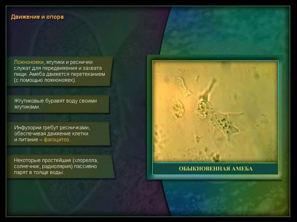 Передвигается при помощи ложноножек ответ. Движение с помощью ложноножек. надцарство простейших. жгутиковые опора и движение. питание с помощью ложноножек.