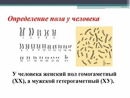 Пол не определен