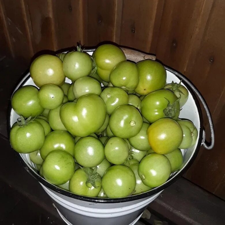 Сбор зеленых помидор. Зеленые помидоры в ведре. Дозревание зеленых помидор. Маленькие зеленые помидоры. Сбор зеленых помидор.