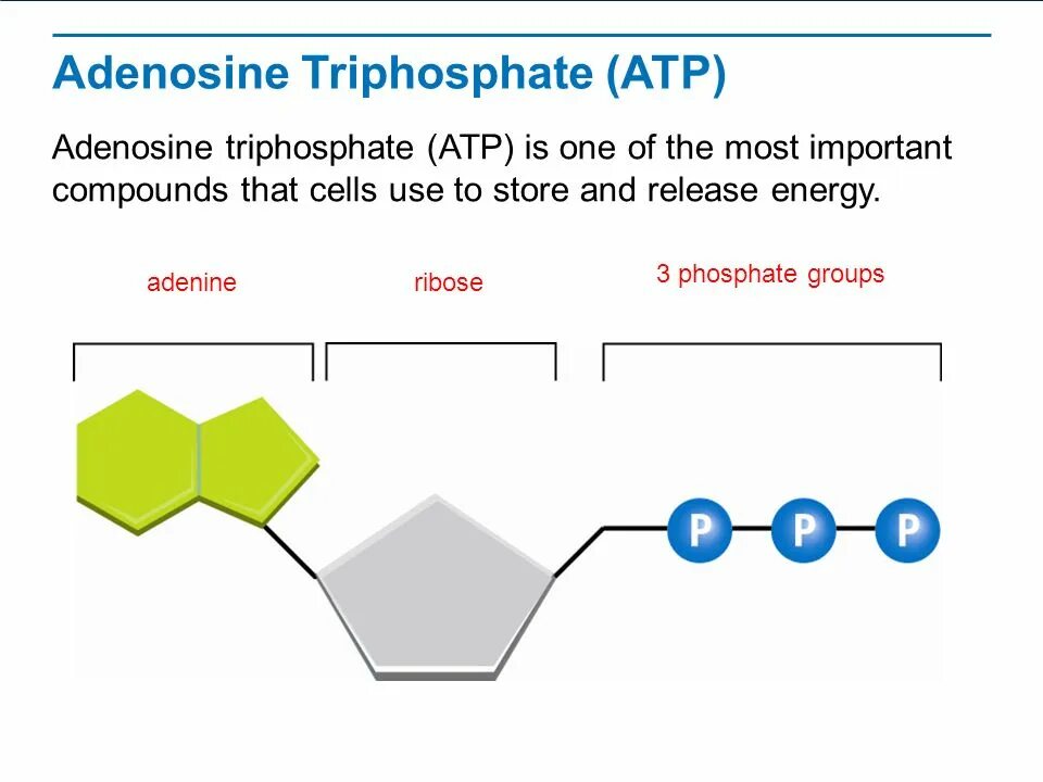 Atp трансляции. Atp structure. adenosine triphosphate. atp biology. atp в биологии.