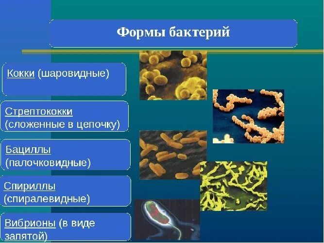 Какие микробы являются