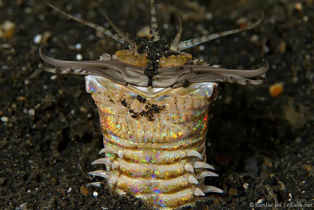 Морской червь размер. Многощетинковый червь Eunice aphroditois. Эунице Афродита червь Боббита. Подводный кольчатый червь.