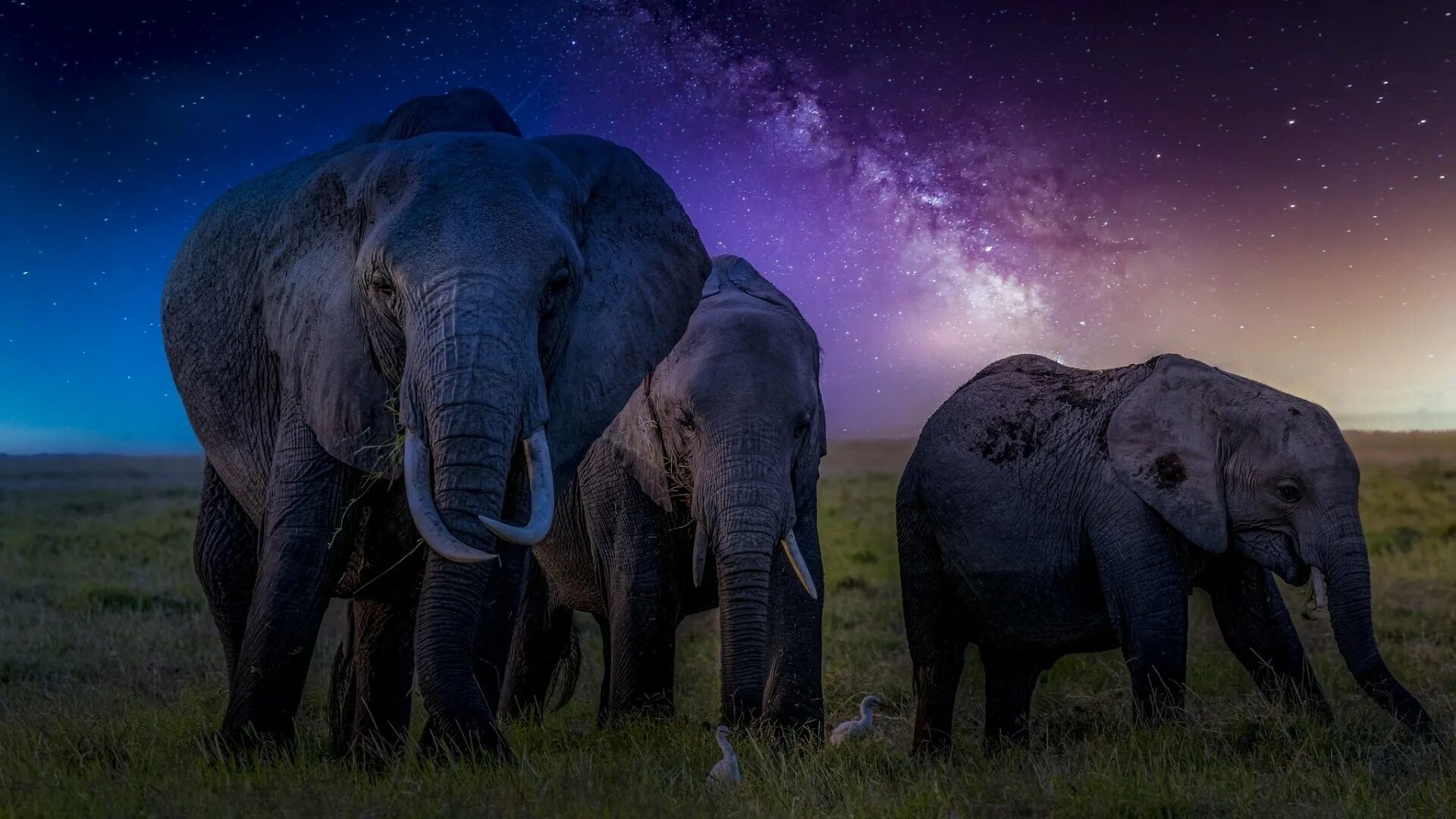 4 слоника. Красивые слоны. Картинки на рабочий стол слоны. Красивые африканские слоны. Четыре слона.