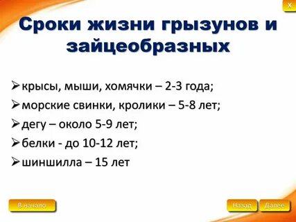 Средняя жизнь крысы