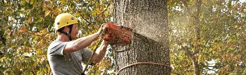 Cut down plant