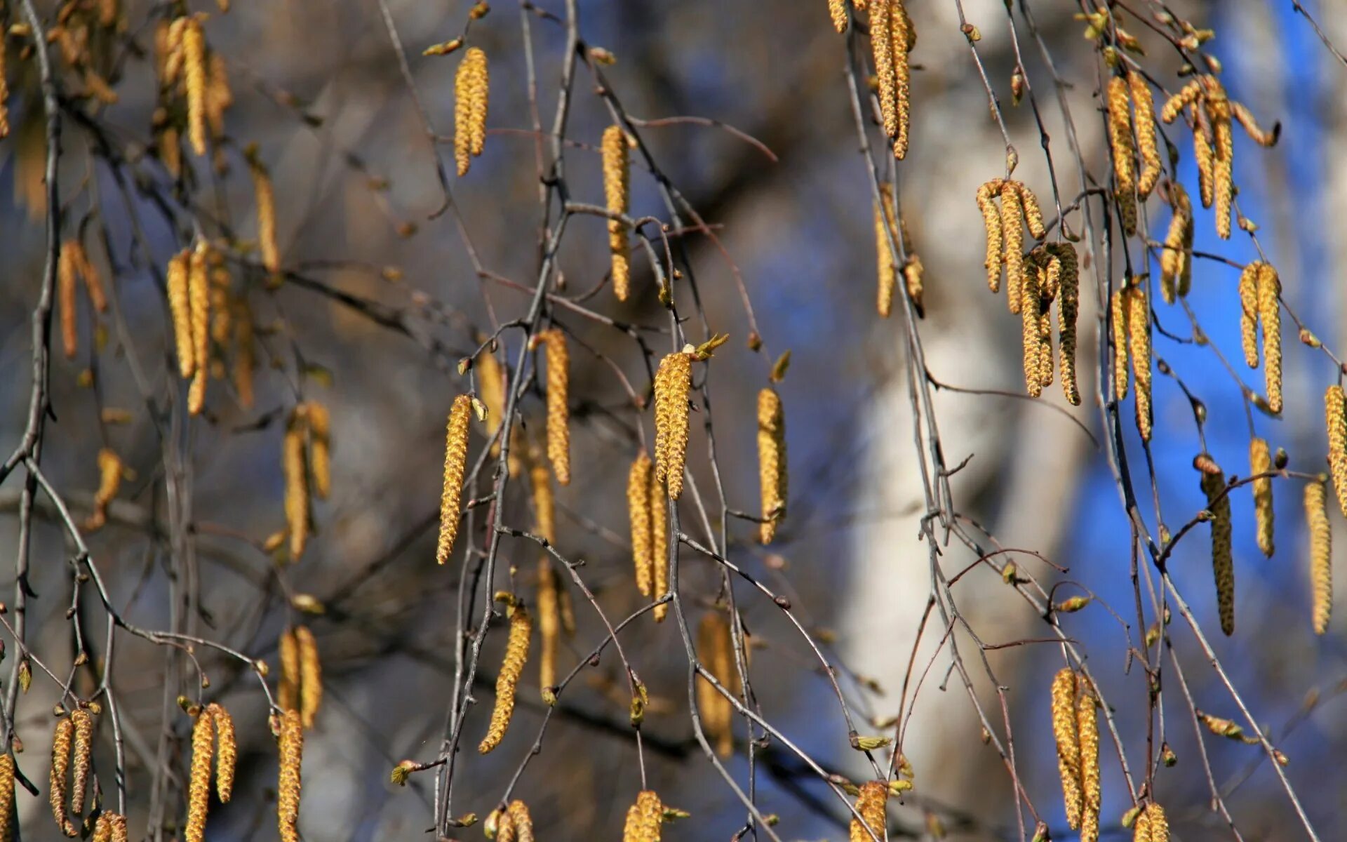 Береза повислая цветение. Зимняя береза. Красота дерева березы. Береза дерево. Кисти березы в бахроме.