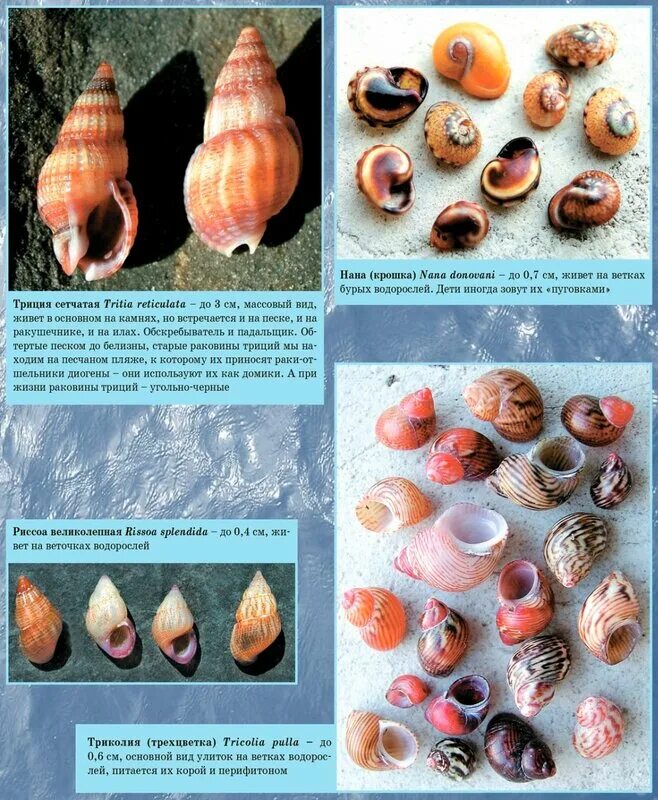Морская раковина. Форма ракушки. Морские ракушки и их названия. Ракушки и их названия. Морские ракушки названия.