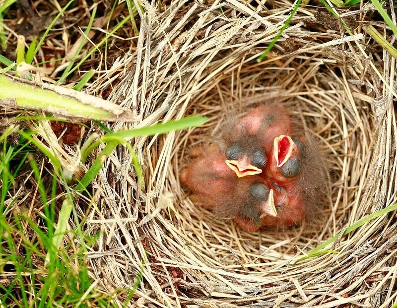 Птенцы в гнезде. Маленький птенец. Маленькие птенцы в гнезде. Маленькие птенчики в гнезде.